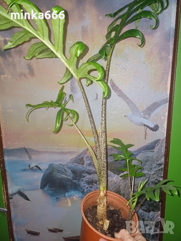 алоказия Жаклин, снимка 2 - Стайни растения - 52166991