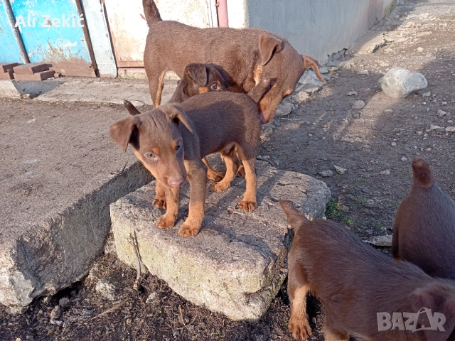 Продавам , снимка 2 - Ягдтериер - 52442795