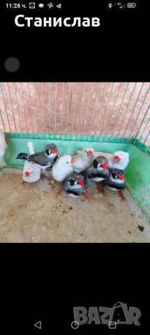 продавам папагали и маслини,финки, снимка 4 - Папагали - 52485011
