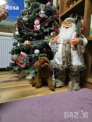 Продавам пудел той , снимка 6 - Пудели - 52649817