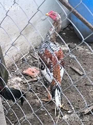 Петли и кокошки от бойната порода хинт хорозу , снимка 3 - други­ - 53608164