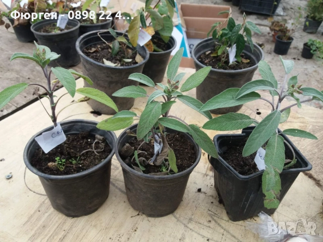 Салвия – растение с аромат и лечебна сила, снимка 3 - Разсади - 52459505