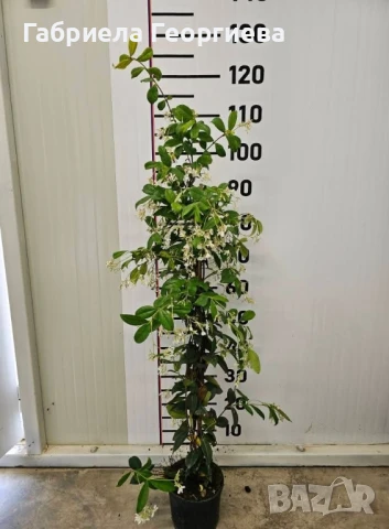 Звездовиден жасмин , снимка 2 - Градински цветя и растения - 50477496