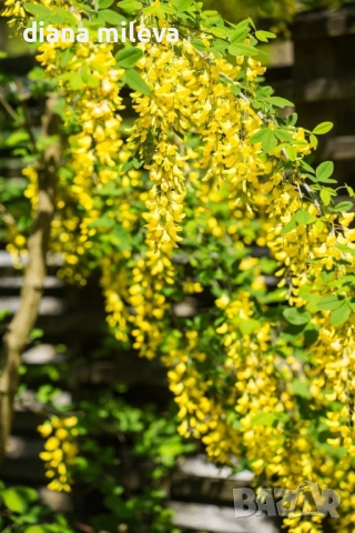 Карагана плачеща, Caragana arborescens pendula