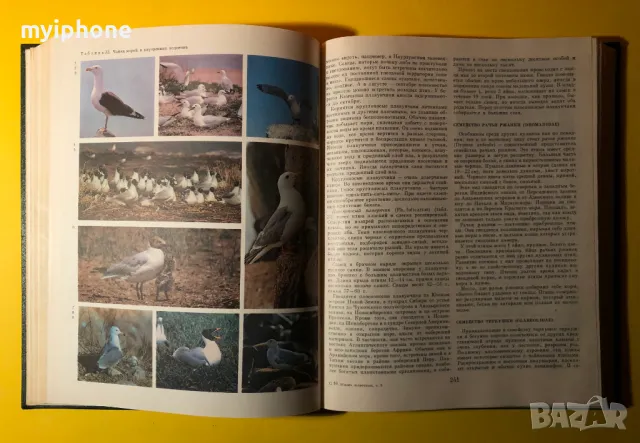 Стара Книга от Поредицата Живота на Животните/ Птиците том 6, снимка 12 - Енциклопедии, справочници - 49252831