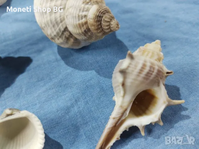 Океански дарове., снимка 5 - Други ценни предмети - 48999717