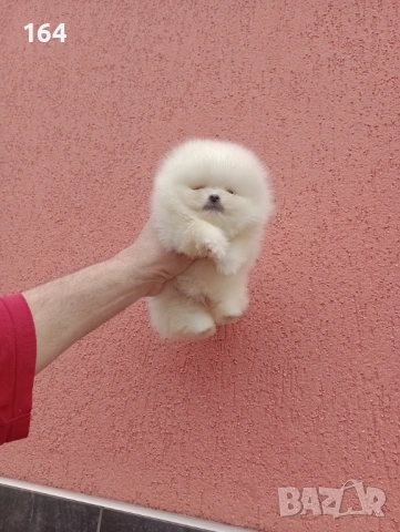 Бели мини Померани. Реални снимки от 13.03.26 г. , снимка 16 - Померан - 53710741