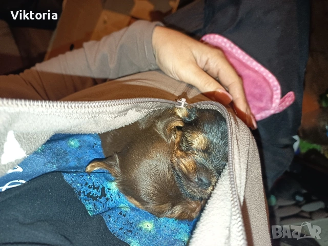 Йоркширски териери, снимка 6 - Йоркширски териер - 52221495