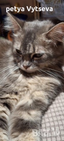 Момченца и момиче