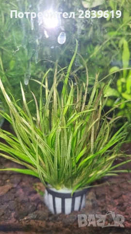 Аквариумни растения , снимка 7 - Рибки - 52689013