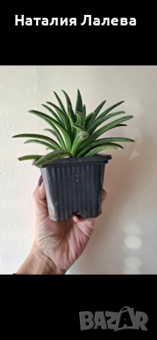 Примулина, primulina ophiopogoides, снимка 4 - Стайни растения - 53823052