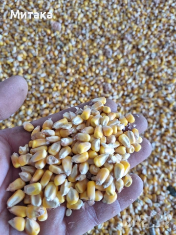 ЦАРЕВИЦА ЗА ФУРАЖ , снимка 2 - За птици - 52812005