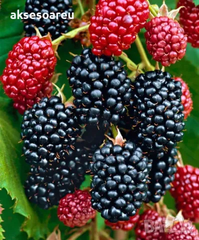 100 бр Висококачествени нови органични плодови семена от хранителна Къпина къпини антиоксидант, снимка 6 - Сортови семена и луковици - 49258835