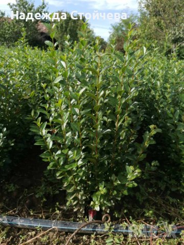 Лигуструм зелен (Ligustrum Ovalifolium)на гол корен, снимка 2 - Градински цветя и растения - 44290761