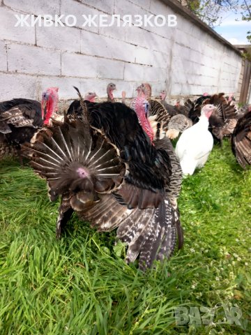 ПРОДАВАМ МЛАДИ ПУЙКИ И ПУЯЦИ, снимка 2 - Кокошки и пуйки - 32564308