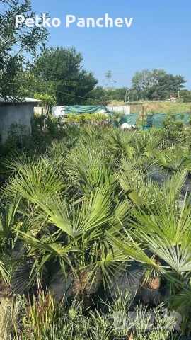 Палма Трахикарпус -22, снимка 3 - Градински цветя и растения - 50637983