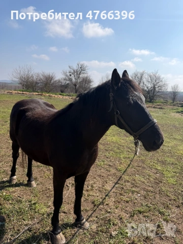 Кобила Дунавка 