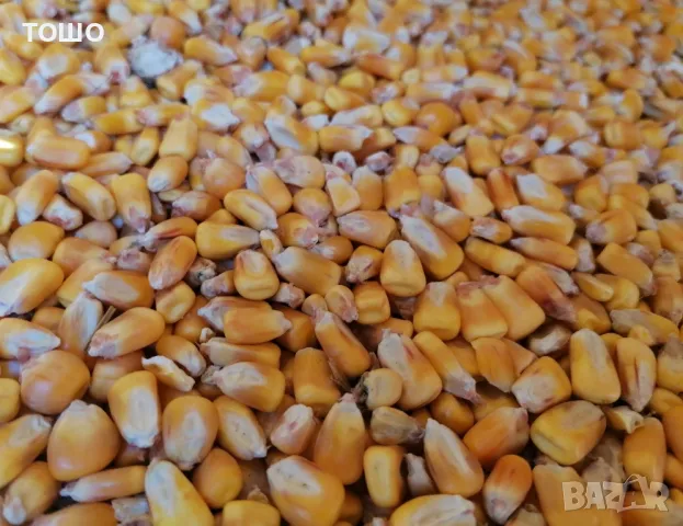 фуражна царевица, бали пшеничена слама и люцерна . 