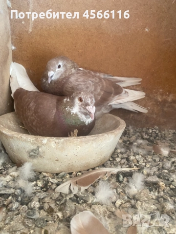Стандартни пощенски гълъби ЦЕНА ЗА 1 ЧИФТ!, снимка 10 - Гълъби - 51382012