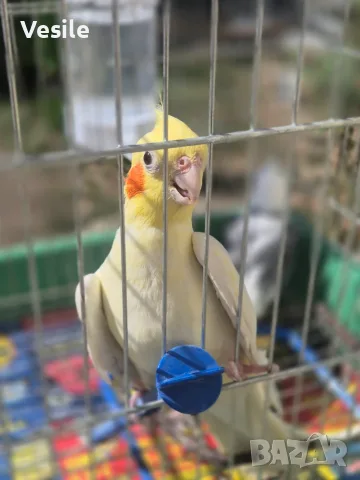 Продавам 2 Корели