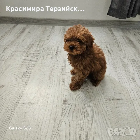 той пудел момче