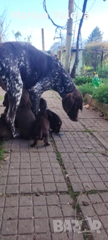 Кученца Курцхар , снимка 7 - Курцхаар - 52863953