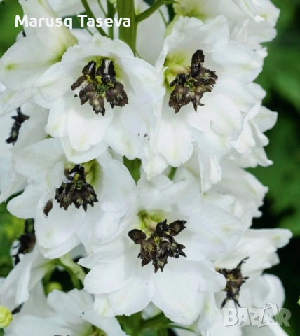 Делфиниум -10 вида , снимка 14 - Градински цветя и растения - 53818064