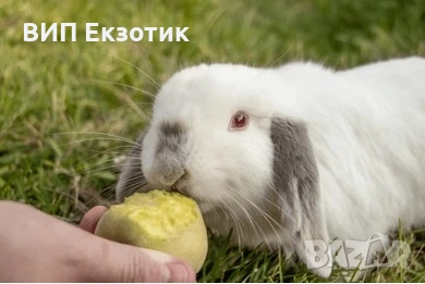 ПРОДАВА МИНИ ЗАЙЧЕТА, снимка 2 - Декоративни зайчета - 13246306