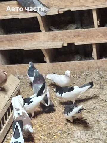 пазарджишки високолетачи със добри постижения , снимка 12 - Гълъби - 49029534