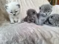 Британски дългокосмести котета , снимка 6