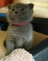 британски котенца, снимка 3