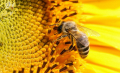 Пчелни отводки и майки, снимка 1 - За пчели - 44738662