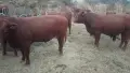 Телета продан.., снимка 3
