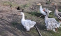 Къдрави гъски , снимка 1