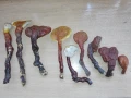 Сушени медицински гъби рейши, снимка 2