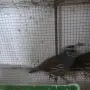 Различни видове екзотични птици , снимка 7