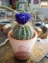 екзотичен кактус в керамична саксия, от Португалия, снимка 1 - Стайни растения - 42015763