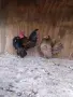 Чифт серам-миналогодишни птици., снимка 1