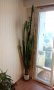 Африканско млечно дърво, катедрален кактус, абисинска еуфория (Euphorbia trigona) - само по телефон!