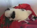 Японски хинчета, снимка 2