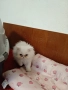 Продавам персийски котенца , снимка 3