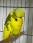Разпродавам папагали, снимка 1