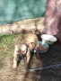  родословно питбулче 8месеца, снимка 5
