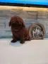 Пудел Той/Poodle Toy, снимка 2