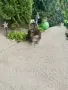 Померан померанче момче Мерле , снимка 2