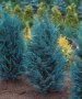 Лъжекипарис (Chamaecyparis lawsoniana “Pelt's Blue”), снимка 1 - Градински цветя и растения - 39436933