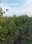 Продавам ябълкова градина, снимка 13