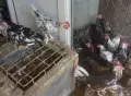 декоративни петлета , снимка 3