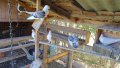 Гълъби сатинети, снимка 8