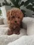 Poodle toy -мини пудел, снимка 1